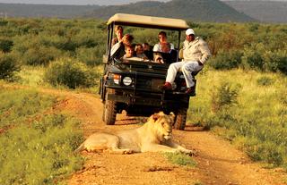 Open Vehicle Game Drive